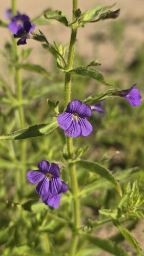 Stemodia florulenta, photograph 3