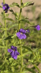 (c) Petra Holland, some rights reserved (CC BY) Stemodia florulenta, photograph (c) Petra Holland, some rights reserved (CC BY)