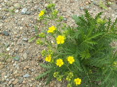 Potentilla conferta