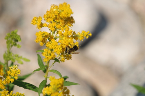 Half-black Bumble Bee