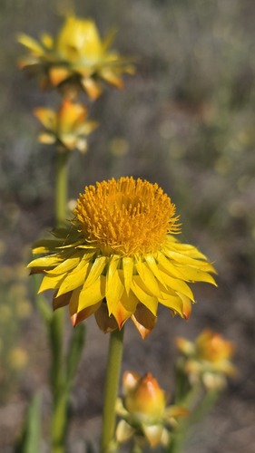 Xerochrysum interiore, photograph 6