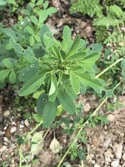 Baptisia sphaerocarpa
