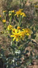 Senecio magnificus, photograph (c) Petra Holland, some rights reserved (CC BY)