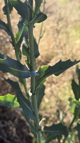 Senecio magnificus, photograph 3