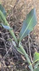 Senecio magnificus, photograph (c) Petra Holland, some rights reserved (CC BY)