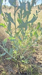 Senecio magnificus
