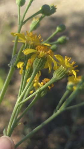 Senecio magnificus, photograph 5