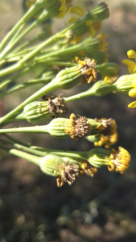 Senecio magnificus, photograph 6