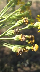 Senecio magnificus, photograph (c) Petra Holland, some rights reserved (CC BY)