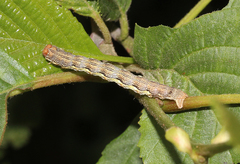 Erannis defoliaria