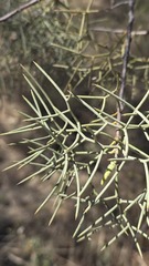 (c) Petra Holland, some rights reserved (CC BY) Hakea divaricata, photograph (c) Petra Holland, some rights reserved (CC BY)