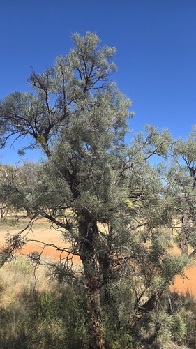 Hakea divaricata, photograph 3