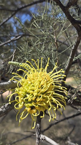 Hakea divaricata