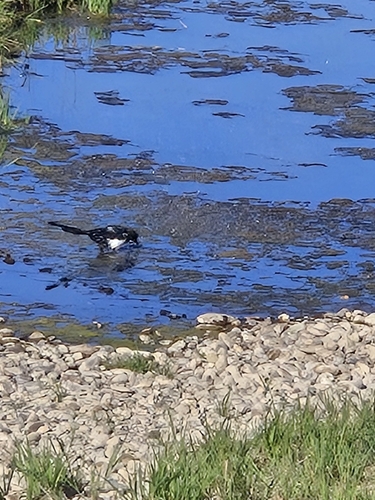 Black-billed Magpie