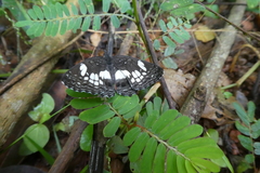 Neptidopsis ophione ophione