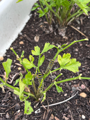 Eastern Black Swallowtail