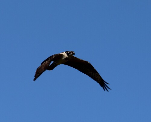 American Osprey