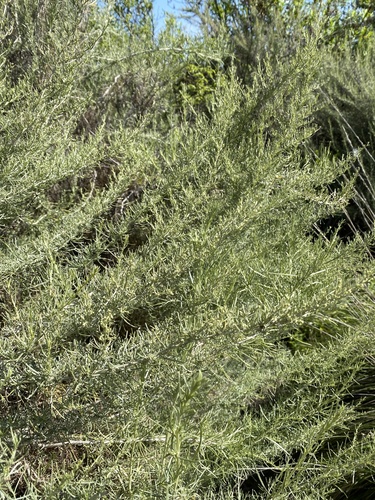 iNaturalist observation photo of California sagebrush