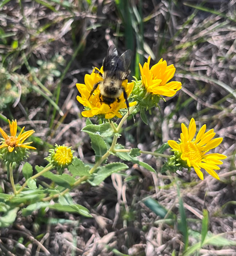 Common Eastern Bumble Bee