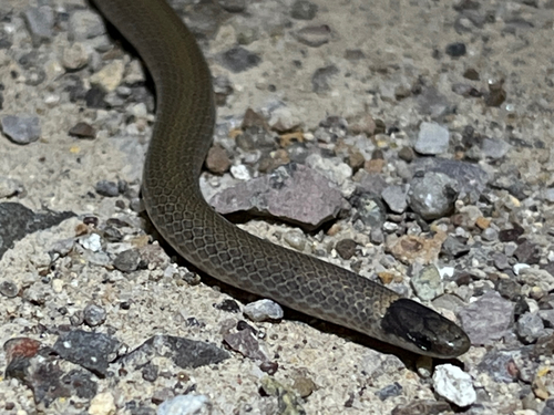 Southwestern Blackhead Snake