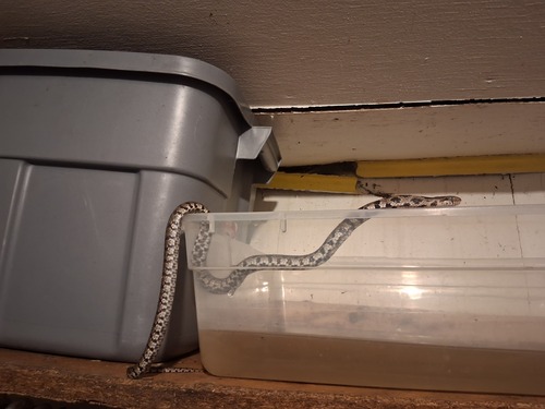 Western Foxsnake