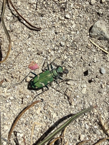 iNaturalist observation photo of Boreal Long-lipped Tiger Beetle
