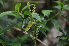 Itea parviflora