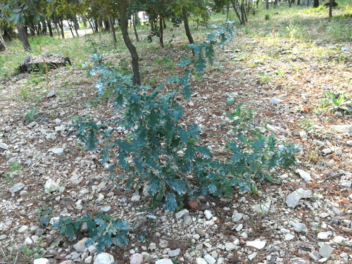 Hrast medunac (Quercus pubescens)