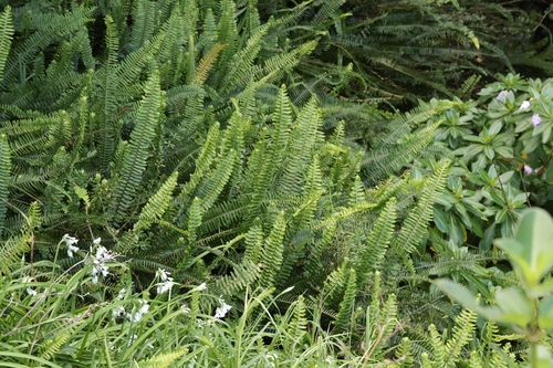 Nephrolepis cordifolia observed 2026-09-09