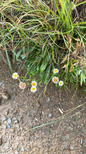 Erigeron morrisonensis, 2026-09-06