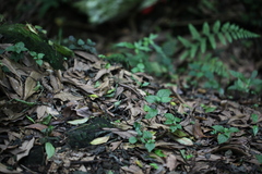 Sphenomorphus indicus