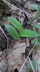 Polygonatum humile