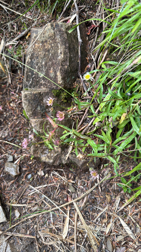 Erigeron morrisonensis, 2026-09-06