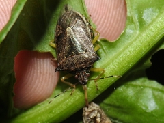 Podisus sagitta