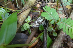 Neptidopsis ophione ophione
