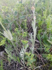 Psephellus sibiricus