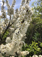 Prunus maritima