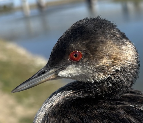 iNaturalist image