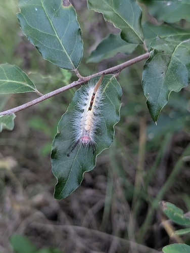 White-marked Tussock Moth