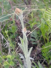 Psephellus sibiricus