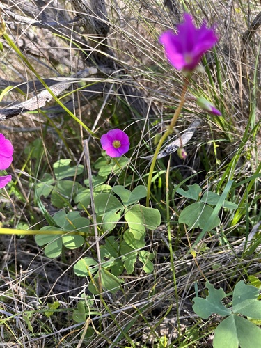 Oxalis arenaria, photograph 4