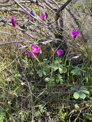 Oxalis arenaria, photograph 5