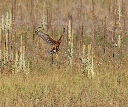 Northern Harrier