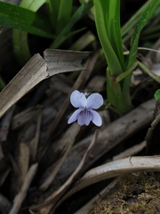 Viola mirabilis