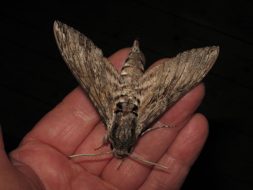 Convolvulus Hawkmoth