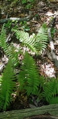 Dennstaedtia punctilobula