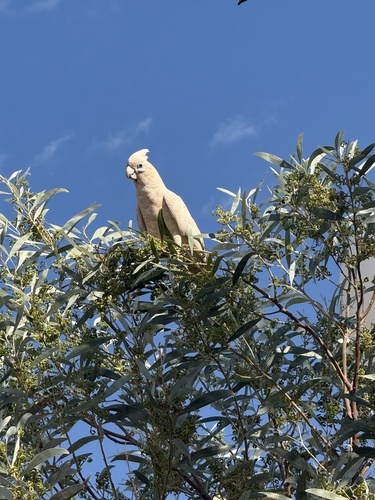 Little Corella