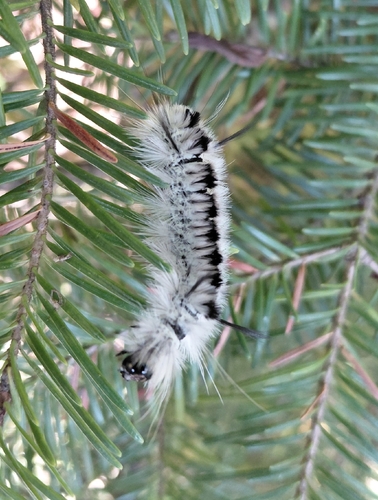 Hickory Tussock Moth