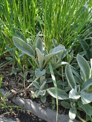 Stachys byzantina