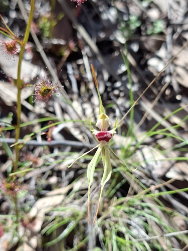 Small Spider-orchid